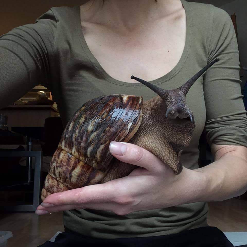 Giant snail - Achatina achatina - Laborartorium - experiment galeria