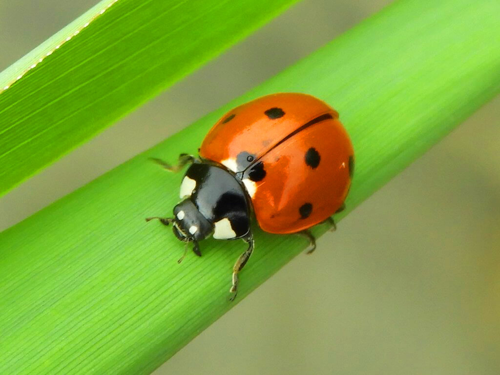 seven spot ladybird