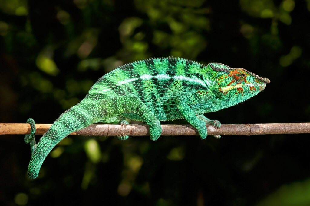 chameleon leopardí